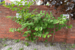 japanese knotweed